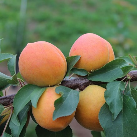 Apricot Compacta