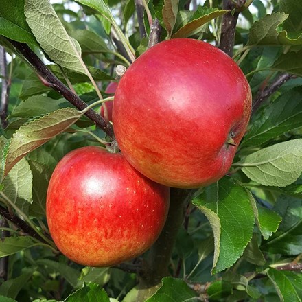 Apple Meridian | Eating / Dessert Apple