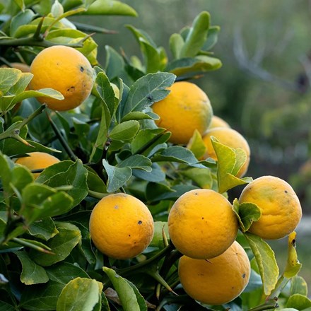 Citrus Trifoliata | Japanese Bitter Orange