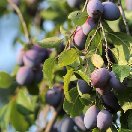 Plum President