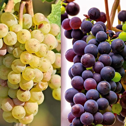 Seedless dessert grape collection