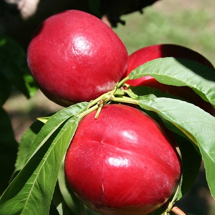 Nectarine Fantasia