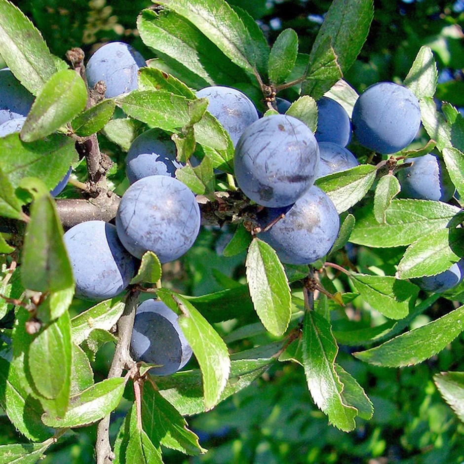 Peach Pêche de Vigne