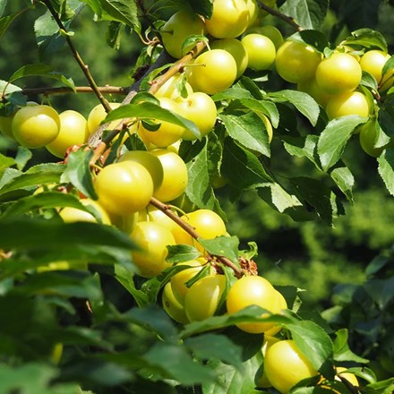 Plum Yellow Pershore (Yellow Egg)