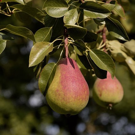 Pear Beurré Alexandre Lucas
