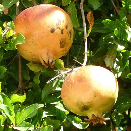 Pomegranate Provence