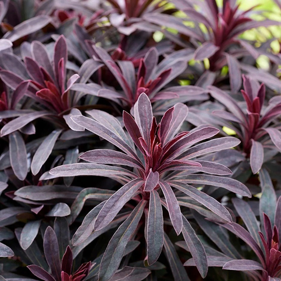 Euphorbia Miners Merlot | Spurge