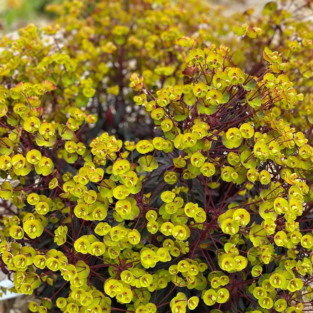 Euphorbia Miners Merlot | Spurge
