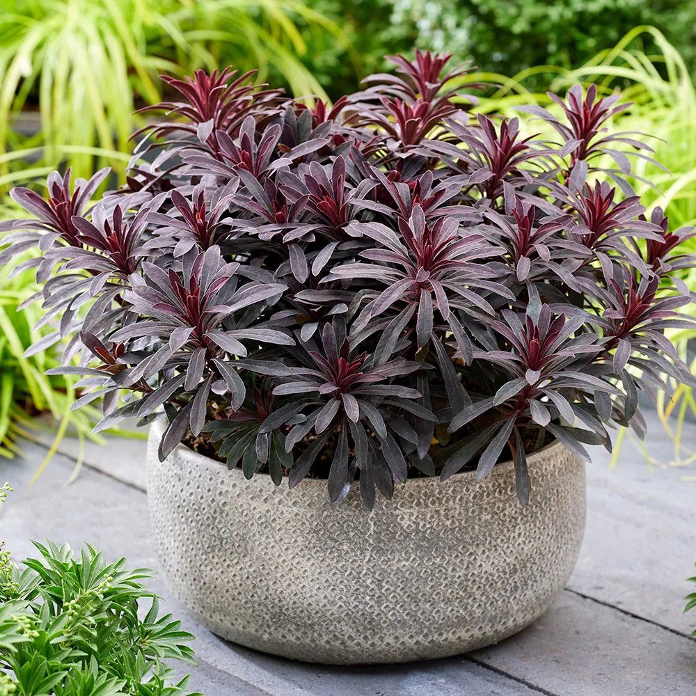 Euphorbia Miners Merlot | Spurge