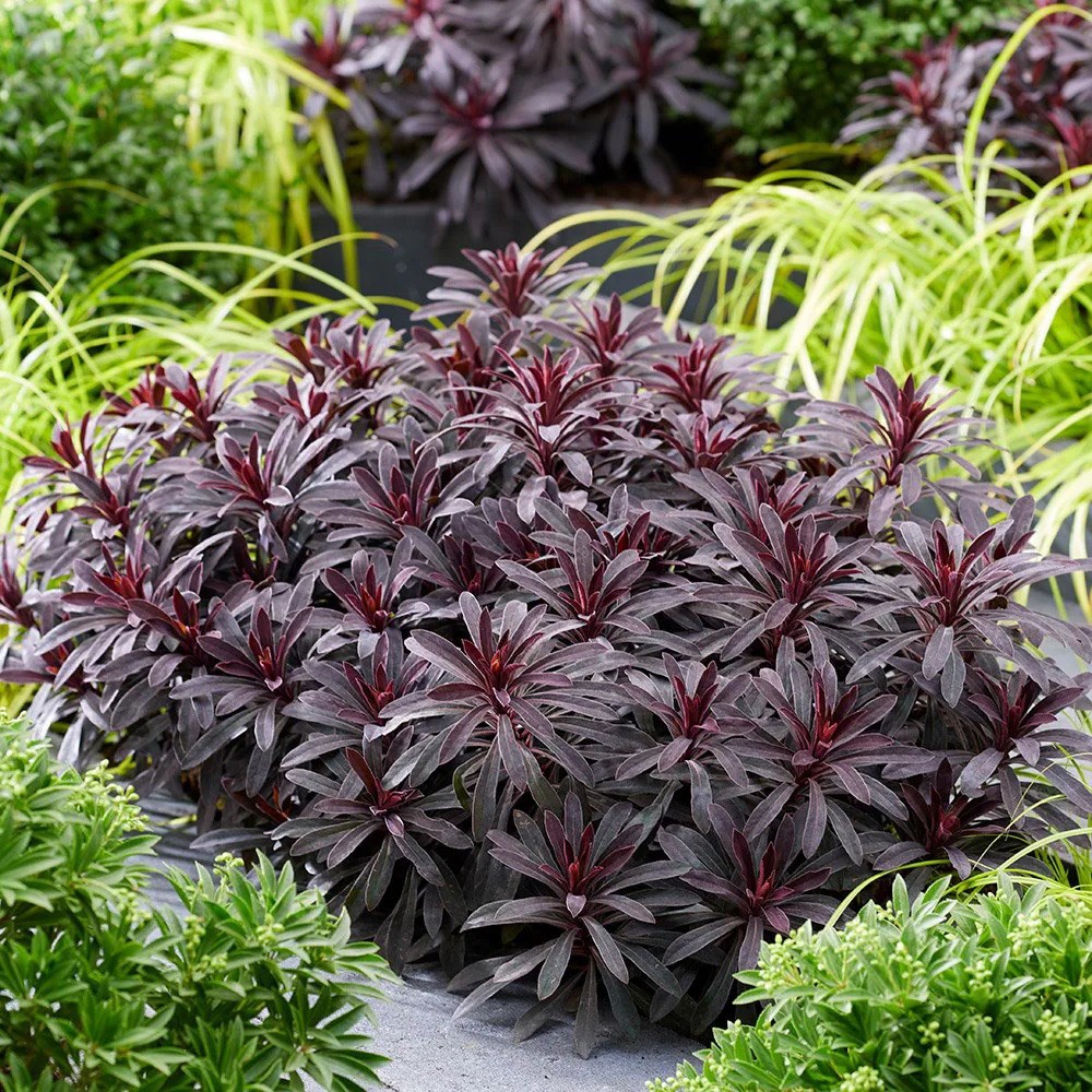 Euphorbia Miners Merlot | Spurge