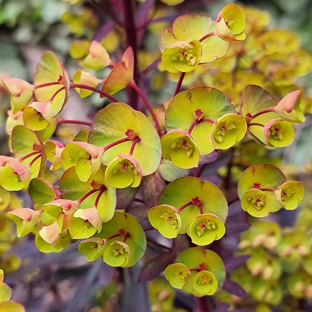 Euphorbia Miners Merlot | Spurge