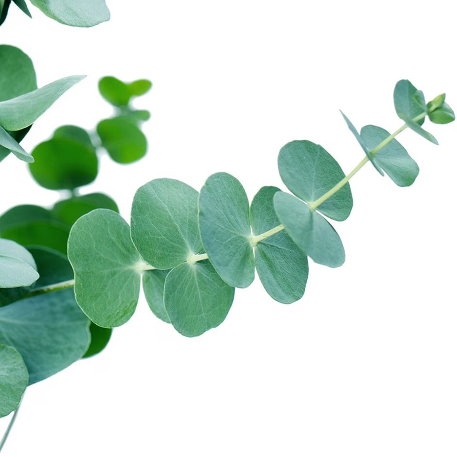 Eucalyptus Pulverulenta Baby Blue | Silver-leaved Mountain Gum