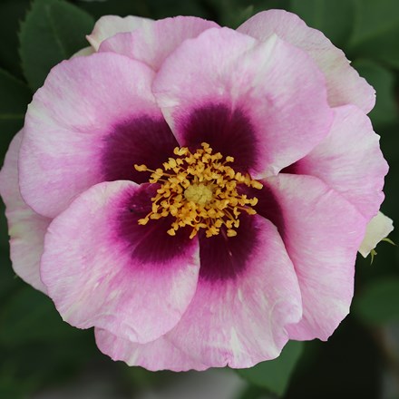 Rosa Eyes For You | Floribunda