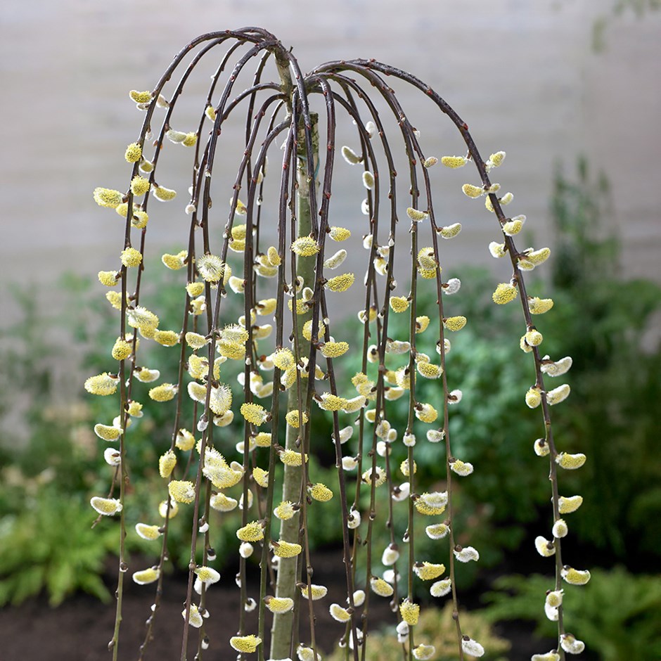 Weeping Willow Tree | Salix Caprea Kilmarnock