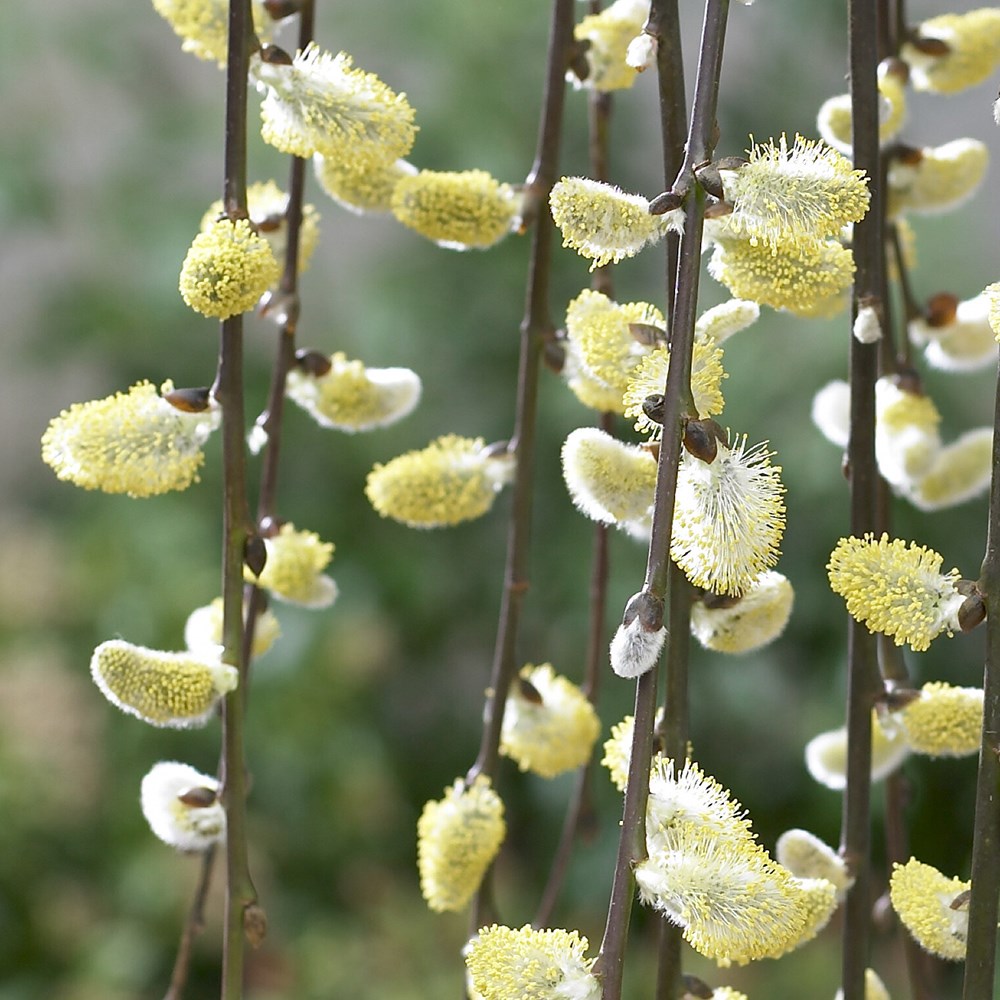 Weeping Willow Tree | Salix Caprea Kilmarnock