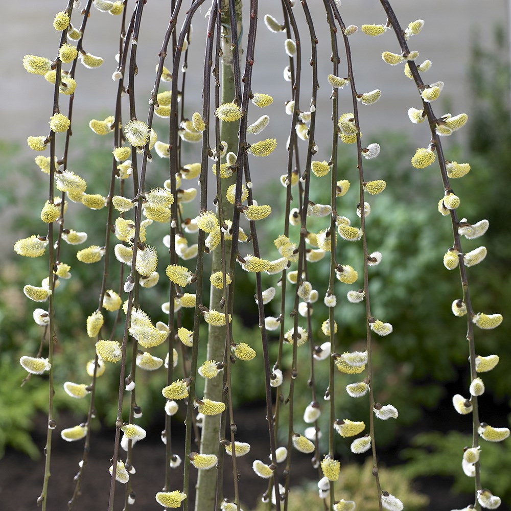 Weeping Willow Tree | Salix Caprea Kilmarnock