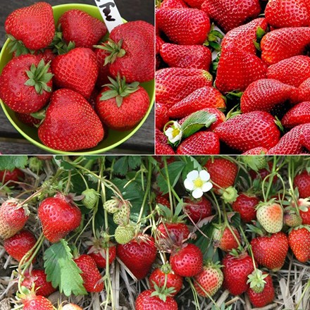 strawberry collection