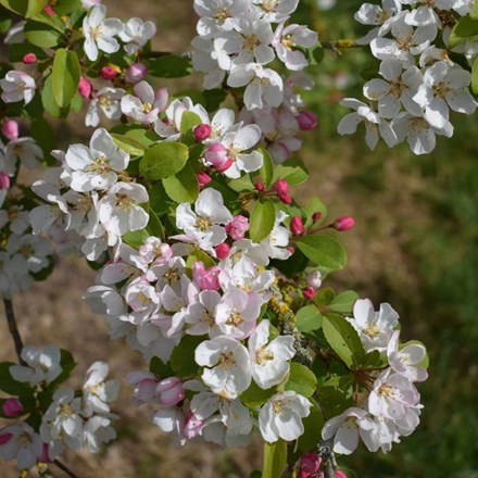 Malus × zumi Professor Sprenger