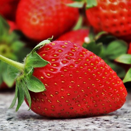 Strawberry Florence | Late Season Fruiting
