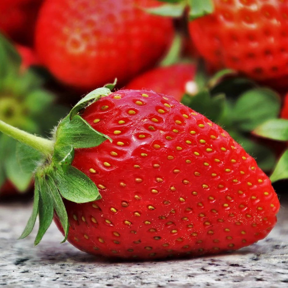 Strawberry Florence | Late Season Fruiting
