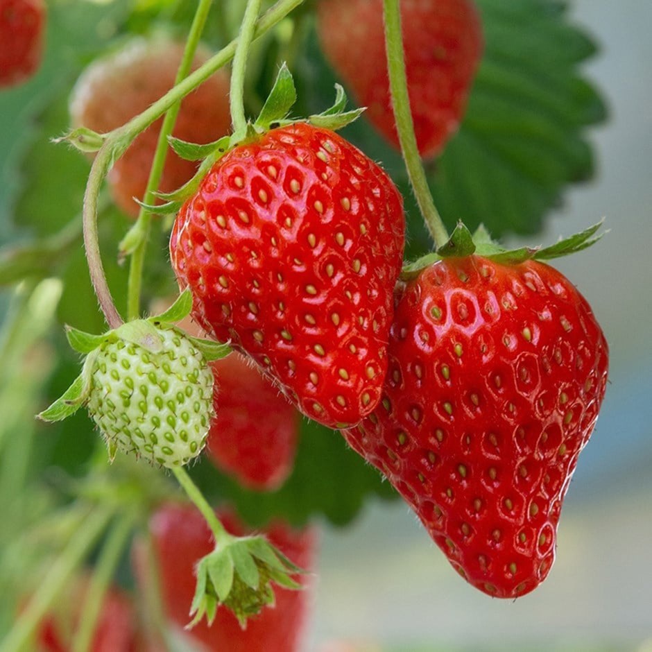 Strawberry Pegasus | Mid To Late Season Fruiting