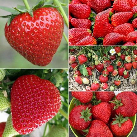 strawberry collection