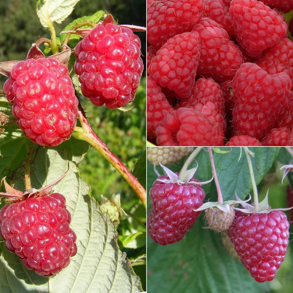 Award-winning raspberry collection