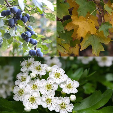 75 native hedgerow plants - (bare root hedging)