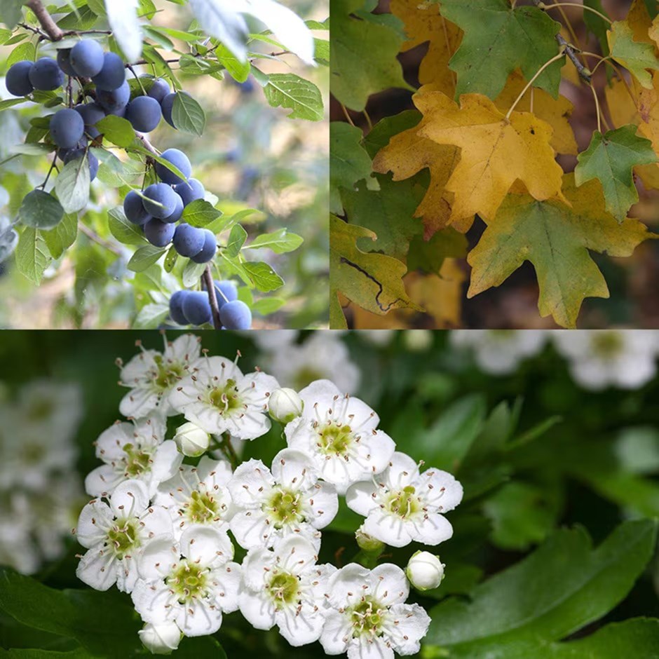 <i>Native hedgerow collection</i> 