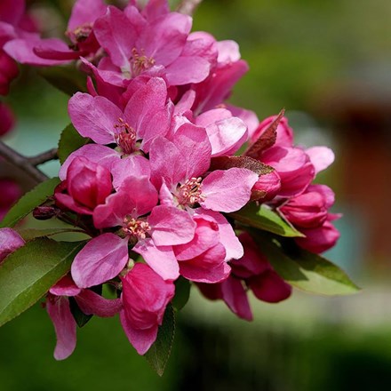 Malus Red Glow