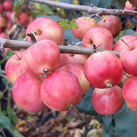 Malus × robusta Dolgo