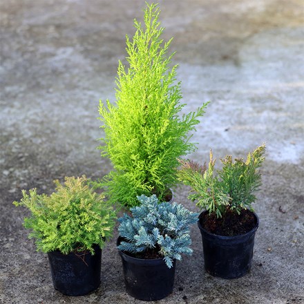 Award-winning conifer collection