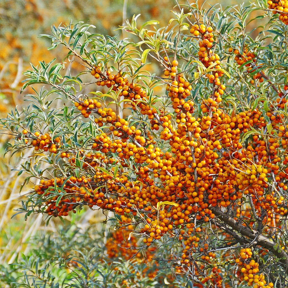 Hippophae Rhamnoides | Sea Buckthorn | Ideal Coastal Hedging