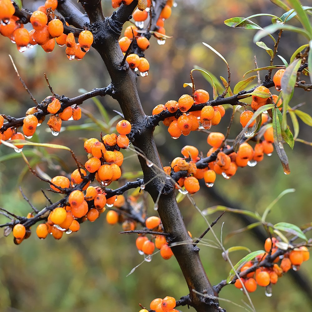 Hippophae Rhamnoides | Sea Buckthorn | Ideal Coastal Hedging