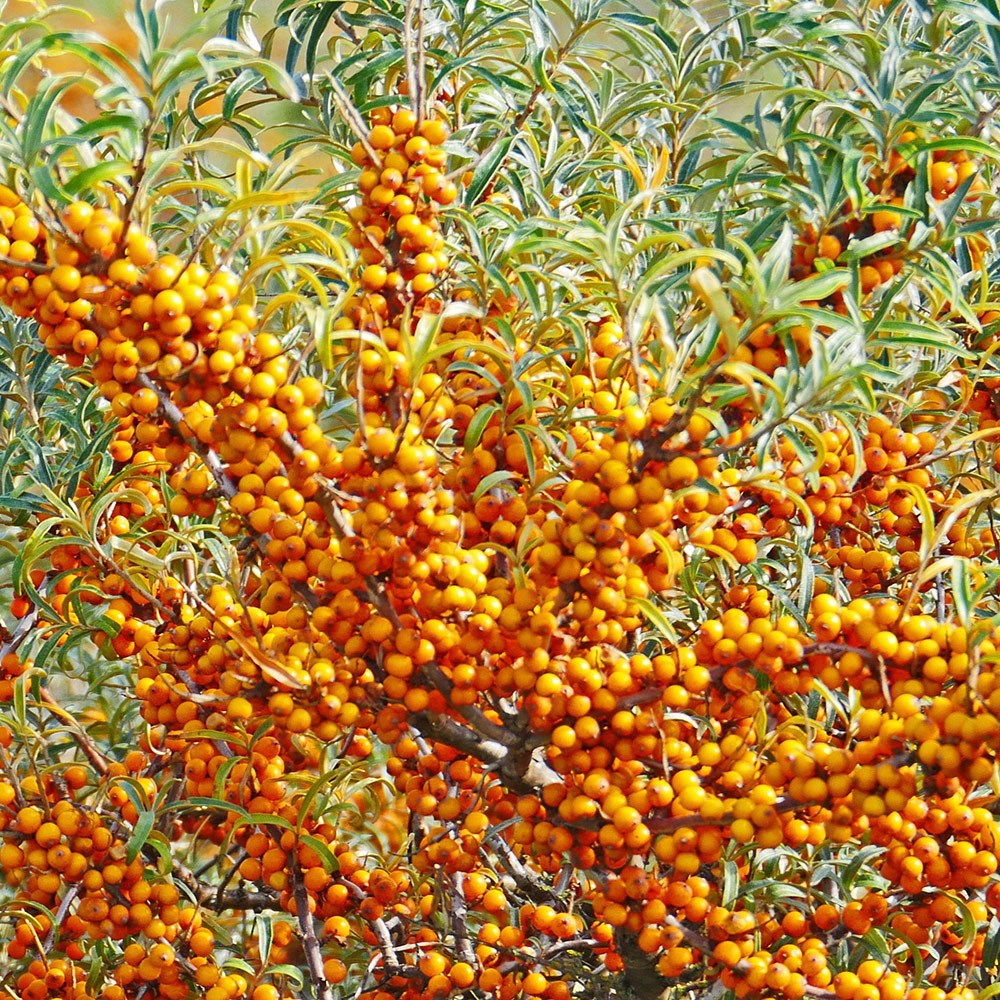 Hippophae Rhamnoides | Sea Buckthorn | Ideal Coastal Hedging