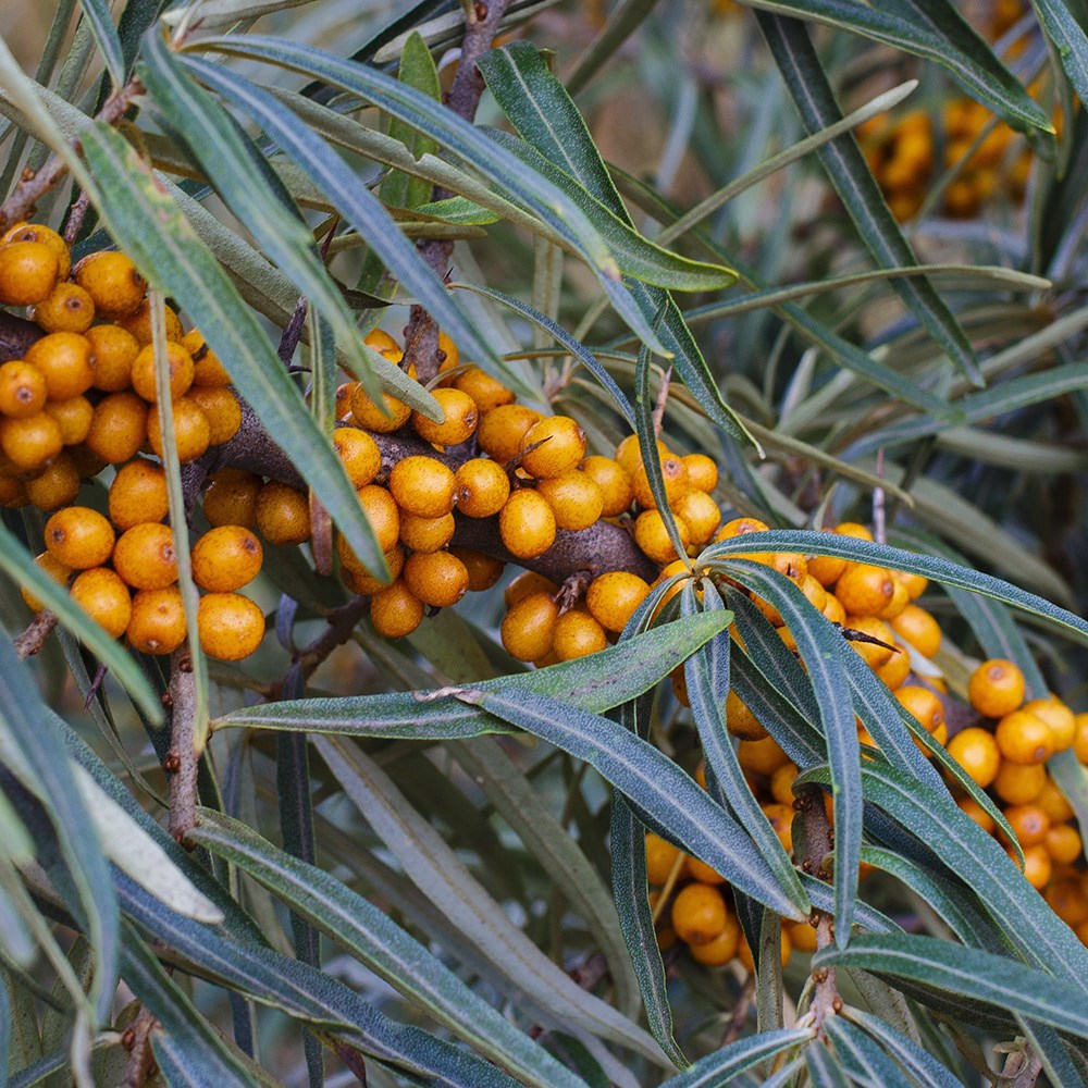 Hippophae Rhamnoides | Sea Buckthorn | Ideal Coastal Hedging