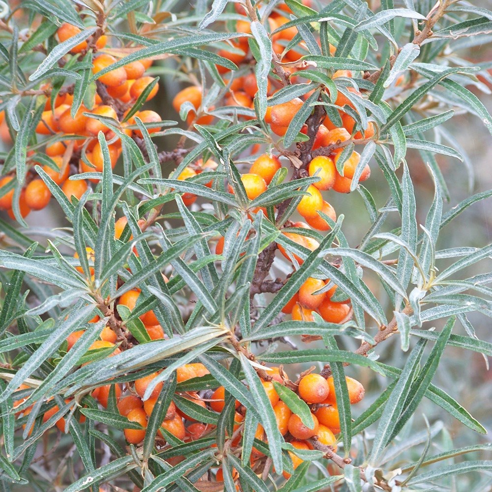 Hippophae Rhamnoides | Sea Buckthorn | Ideal Coastal Hedging