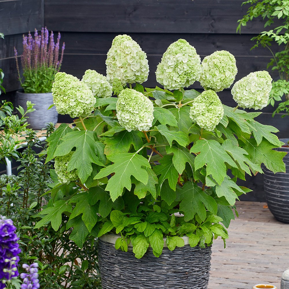 Hydrangea Quercifolia Tara | Oak-Leaved Hydrangea