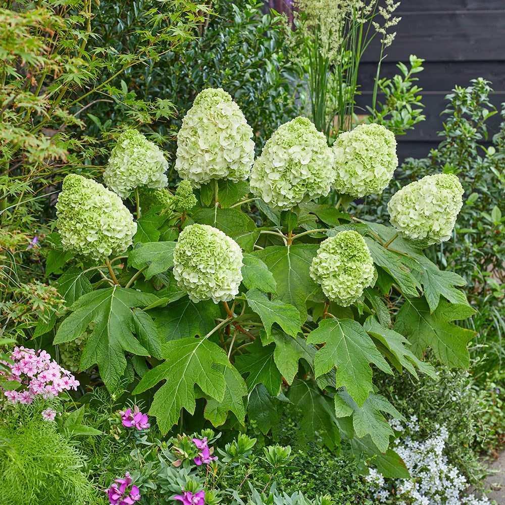 Hydrangea Quercifolia Tara | Oak-Leaved Hydrangea