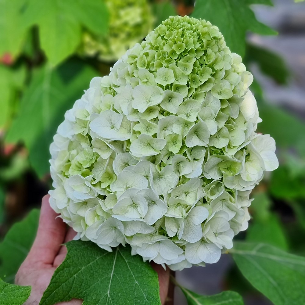 Hydrangea Quercifolia Tara | Oak-Leaved Hydrangea