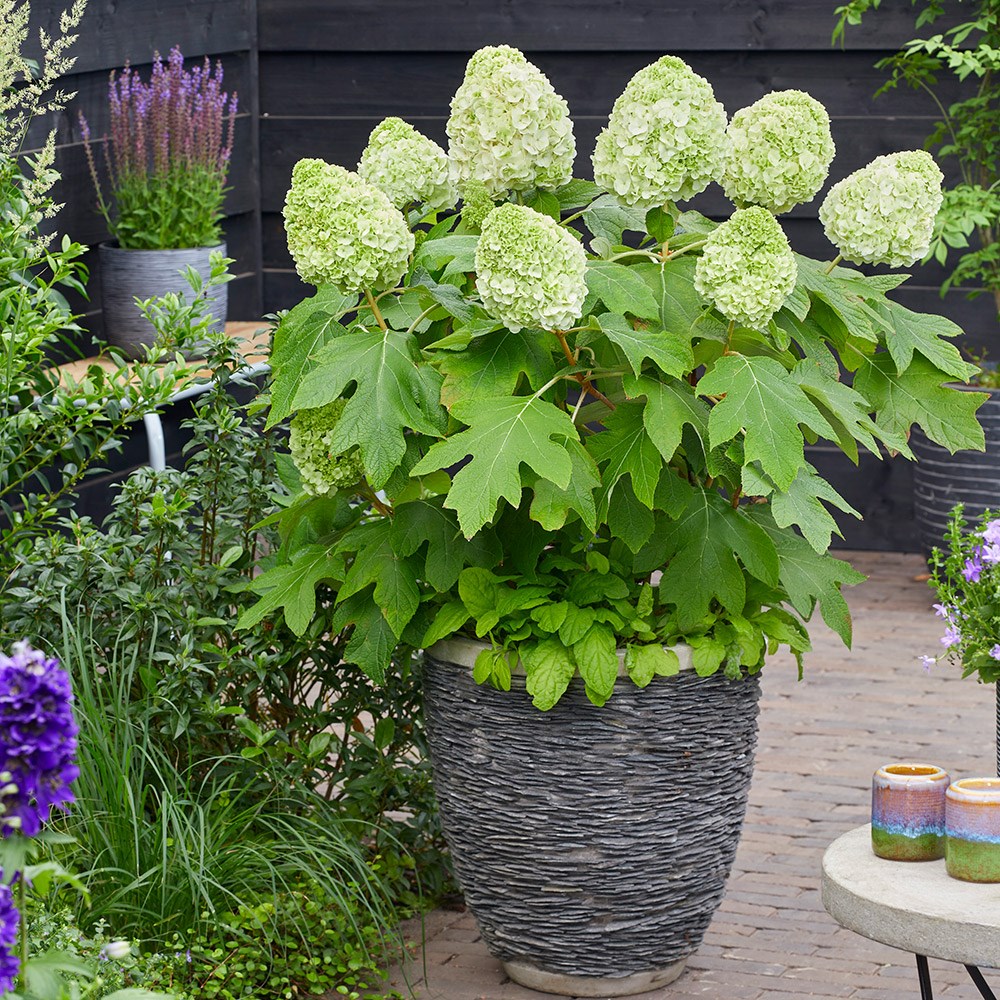 Hydrangea Quercifolia Tara | Oak-Leaved Hydrangea