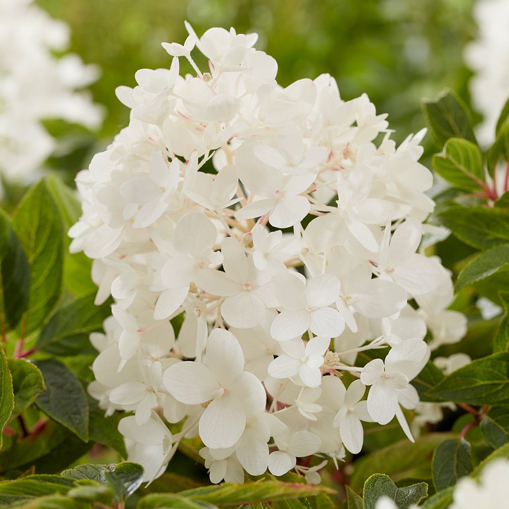 Hydrangea Paniculata Groundbreaker Blush
