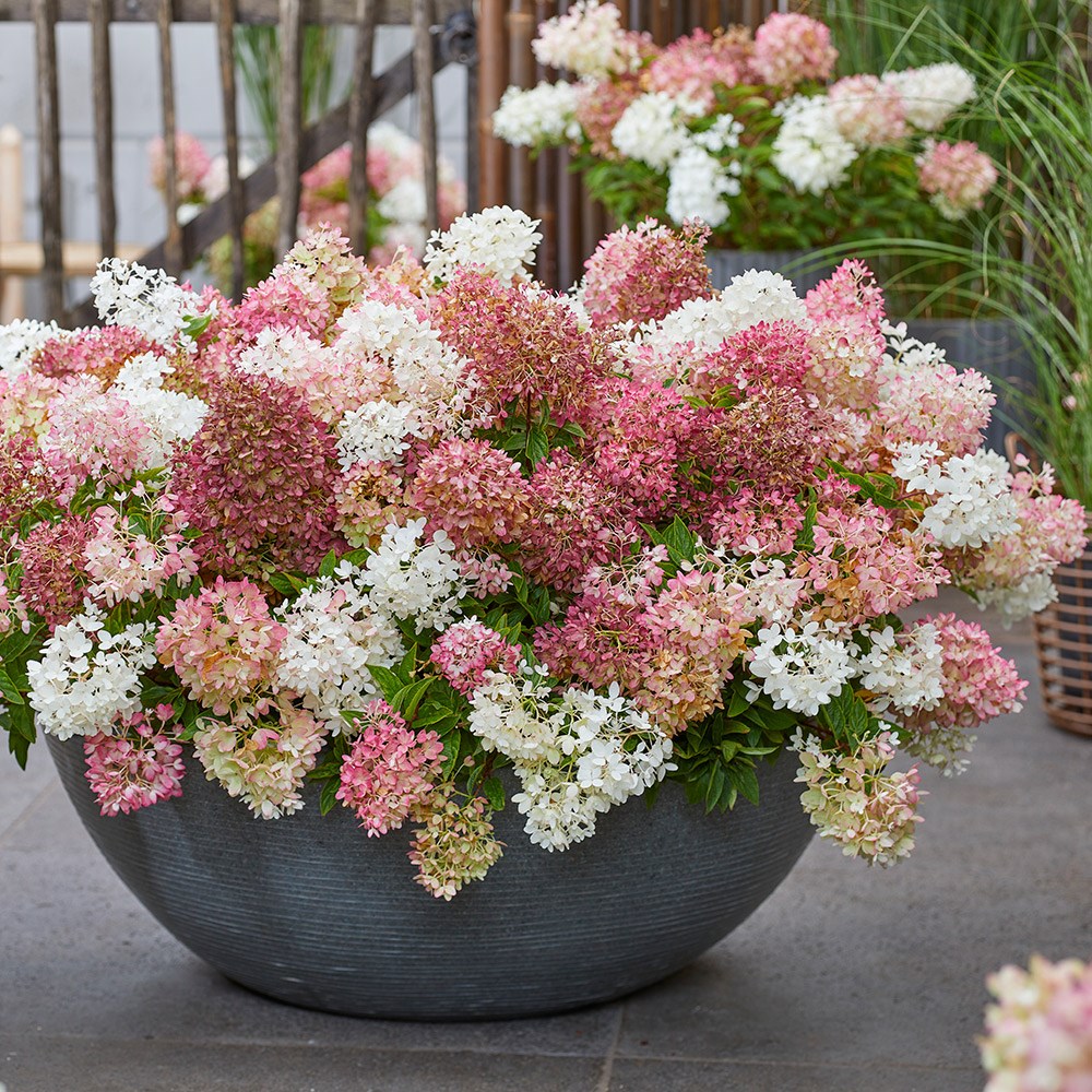 Hydrangea Paniculata Groundbreaker Blush