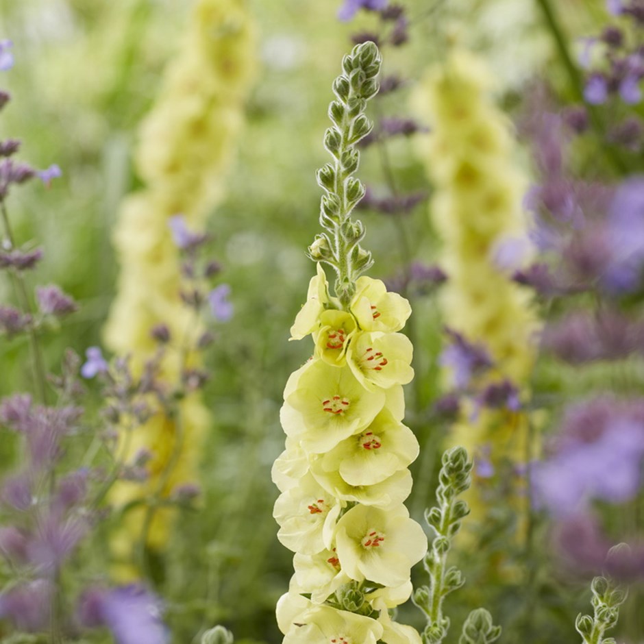 Verbascum Primrose Path | Mullein