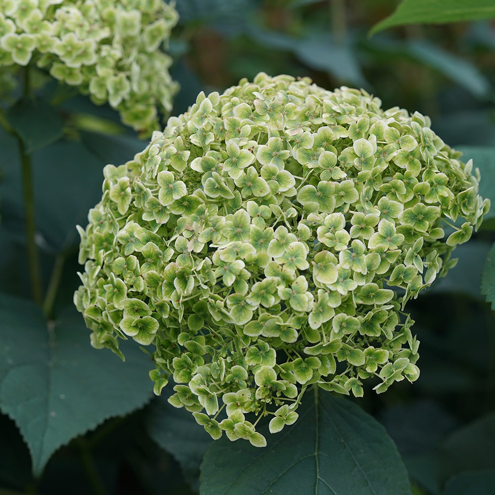 Hydrangea Arborescens Sublime Annabelle | Severnbark