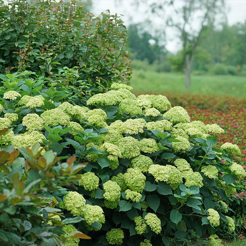 Hydrangea Arborescens Sublime Annabelle | Severnbark