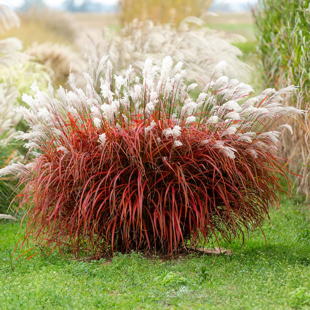 Miscanthus Lady In Red | Chinese Silver Grass