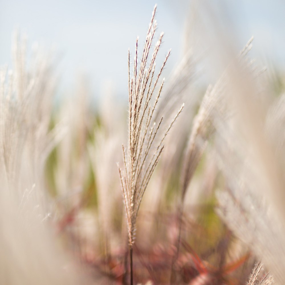 Miscanthus Lady In Red | Chinese Silver Grass