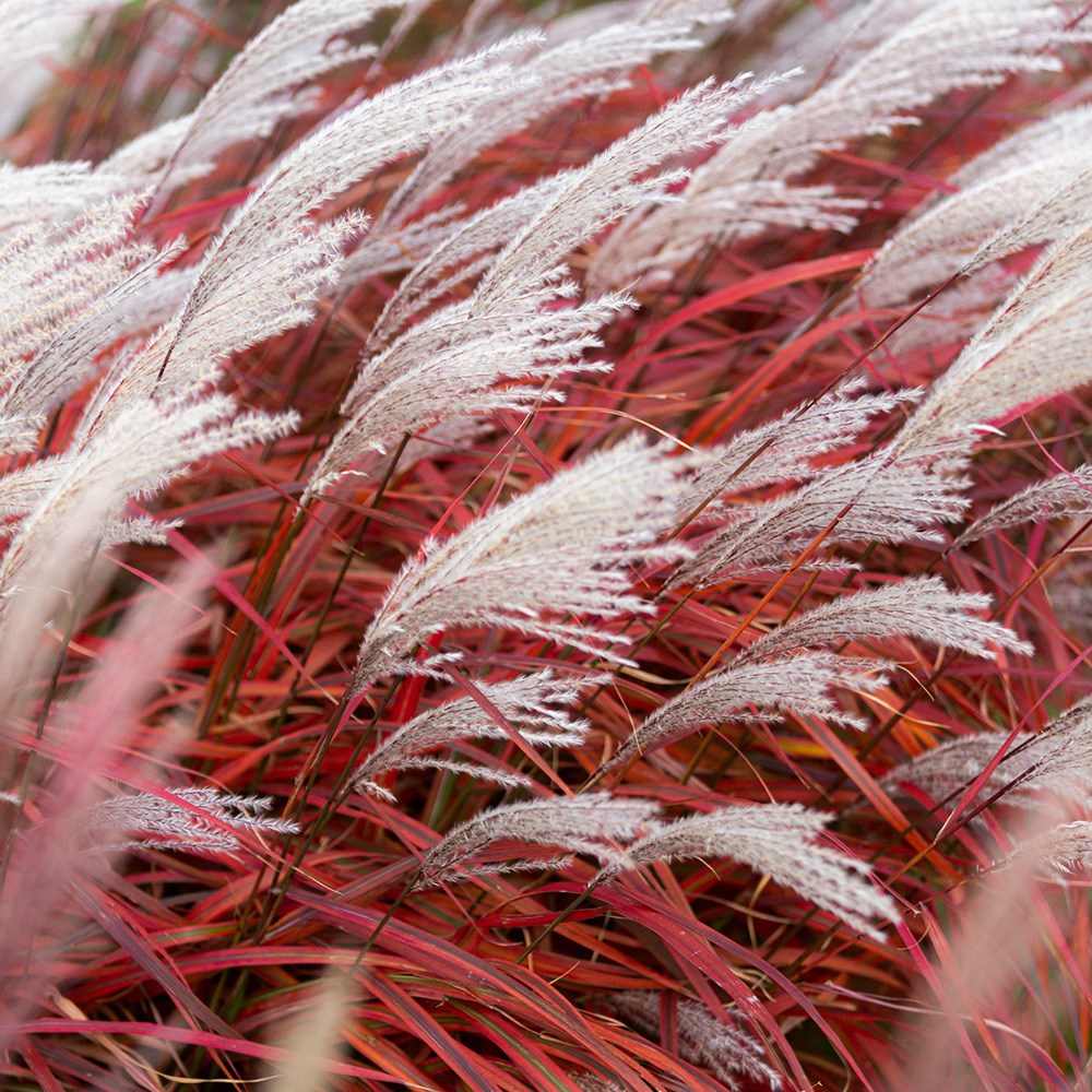 Miscanthus Lady In Red | Chinese Silver Grass