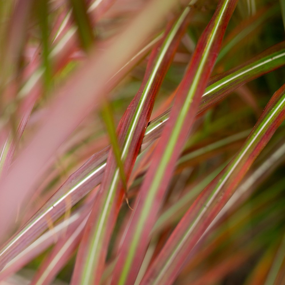 Miscanthus Lady In Red | Chinese Silver Grass